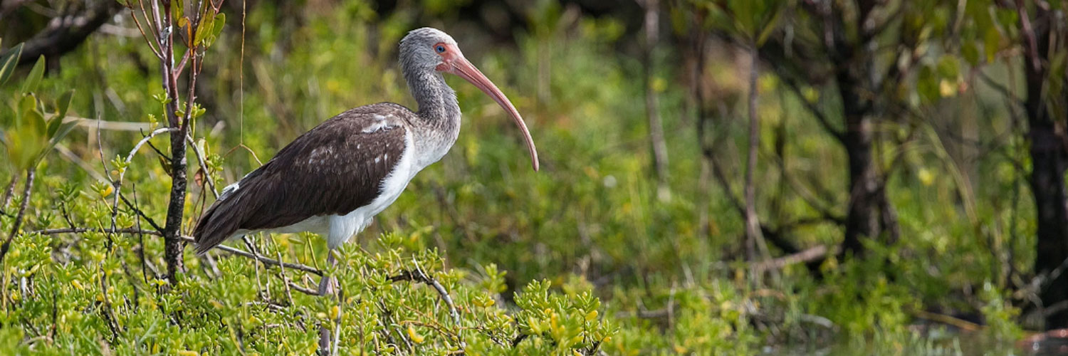 Nature Gallery, Heron