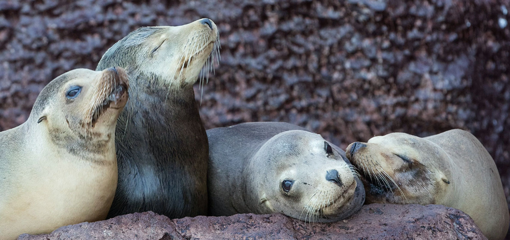 Sea Lions